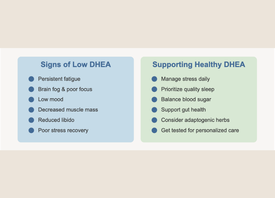 DHEA: The “Youth Hormone” Your Body Needs for Balance & Resilience